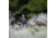 Dave Smith Decoys Upright Hen Decoy