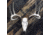 Dead Deer Euro Hanger Mount, Black, Mid Sized Big Gam DDEH7