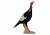 Delta McKenzie Backyard 3D, Alert Turkey 51440