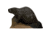 Delta McKenzie Backyard Beaver Target, Brown, 21230