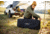 Disc-O-Bed Portable Cot System, Black, Extra Large, 31502B