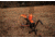 Do All Outdoors FlyWay 80 Launcher, Black, 80 Clays, FW80