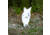 Double Tap Industries Front Facing AR500 Coyote Target w/Reactive Vital, Raw, RT-GT-COY-002