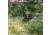 Double Tap Industries Rimfire Squirrel Ground Stake Popper Target, Raw/Black, PT-GS-SQ-RIM
