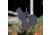 Double Tap Industries Rimfire Squirrel Silhouette Target, Raw, ST-SQ-RIM