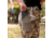 DSG Outerwear Foraging Leggings - Womens, Umber, Extra Large, 515295