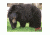 DuraMesh Archery Target, Black Bear 25 in. x 32 in. DM202