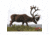 DuraMesh Archery Target Caribou, 25 in. x 32 in., Brown 1001414
