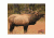 DuraMesh Archery Target, Elk 1 25 in. x 32 in. DM206