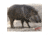 DuraMesh Archery Target Javelina, 25 in. x 32 in., Black 1001416