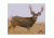 DuraMesh Archery Target, Mule Deer 2 25 in. x 32 in. DM216