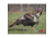 DuraMesh Archery Target Turkey, 25 in. x 32 in., Black 1001417