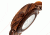 Ew3103 Grand Mesa Watch, Red