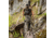 Eberlestock Recon Modular Bino Pack, Multicam, Small, Z1SMM
