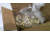 EDEMO Ammo, Inc. 9mm Luger 115 Grain Full Metal Jacket Centerfire Projectiles, 1000 rounds, P9115FMJ, EDEMO1