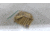 EDEMO Norma .416 Brass Remington Magnum Rifle Shooter Pack, 50 Cartridge Cases, 20210697, EDEMO2
