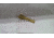 EDEMO TRYBE Defense Match Grade Non Threaded Pistol Barrel, Glock 43/43X, Gold TIN, PBG43-TIN, EDEMO1