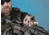 EOTech OPMOD EXPS 3 Holographic Reflex Red Dot Sight, 4 MOA Dot Reticle, Tan, EXPS3-4 TAN OP