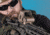 EOTech OPMOD EXPS 3 Holographic Reflex Red Dot Sight, 4 MOA Dot Reticle, Tan, EXPS3-4 TAN OP