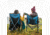 Eureka Camp Chairs, 2572124