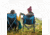 Eureka Director Chairs, 2572123