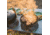 Eureka Gonzo Grills, 11inx13.8in, 2572190