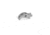 Evolution Gun Works Hard Sear 1911, Steel, Silver, 10040
