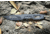 Extrema Ratio Satre Expedition Fixed Blade Knife, 6.38in, N690 Stainless Blade, Desert Camo Handle, 04.1000.0222/EXP