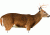 Extreme Dimension Wildlife Calls Phantom HD Decoy - Buck Whitetail ED-PD-502