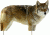 Extreme Dimension Wildlife Calls Phantom HD Decoy-Coyote ED-PD-512