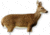 Extreme Dimension Wildlife Calls Phantom HD Decoy - Doe Whitetail ED-PD-503
