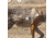 EZ-Aim Allen Paper Four Color Coyote Target, 25X35, 15284