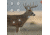EZ-Aim Paper Four Color Whitetail Target, 25X35, 15286