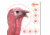 EZ-Aim Turkey Target, 6-Pk, 12X12, 15322