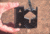Eze-Lap Arrow Sharp Diamond Broadhead Sharpener for 2,3,4 Blade Heads w/ Knife and Hook Sharpener WJ