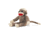 Fox Rivers Original Sock Monkey AEA1129C, fox-river-s-original-sock-monkey