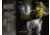 Fenix Lighting WH23R Lithium Ion 600 Lumens Headlamp