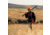 First Lite Scout Soft Shell Jacket - Mens