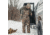First Lite Thermic Insulated Bib Pants - Mens