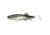 Fish Lab Bio-Minnow Weedless Swim Bait, Minnow, 5in 7/8oz, Sinking Action, 2 Pack, SWB-5-M