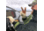 Fish Monkey Wooly Long Glove, Wool Tan, S/M, FM32-WHL-S/M