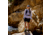 Fjallraven Abisko Wool Hoodie - Womens