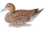 Flambeau Classic Pintail Decoy