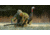 Flextone Funky Chicken Gen 2 Decoy, Black, FLX-FLXDY330