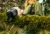 FLIR Systems Scion OTM130 - Thermal Monocular, 320x240, 12um, 9Hz, 13.8mm, Gray, 7TM-01-F110