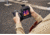 FLIR Systems T865 Thermal Imaging Camera w/ Thermal Studio Pro, 89206-0201