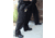Flying Cross Command Pants w/ Cargo Pockets - Men's, LAPD Navy, Regular, 42in Waist, 399008642REG