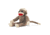 Fox River Original Socks Monkey - Kids, 10000114
