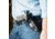 Galco Phoenix Strongside/Crossdraw Leather Belt Holster, Taurus Judge 3In 2 1/2In Cyl, Right Hand, Tan, PHX196