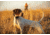 Garmin Alpha TT 25 Dog Collar, LED, 010-02447-20